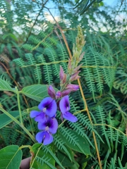 Neustanthus phaseoloides