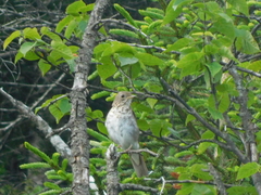 Catharus bicknelli
