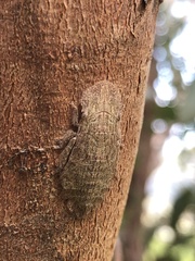 Ledromorpha planirostris