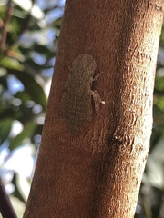 Ledromorpha planirostris