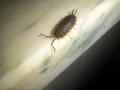 Porcellio hoffmannseggii