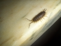 Porcellio hoffmannseggii