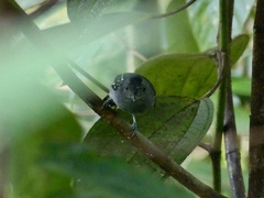 Thamnophilus atrinucha