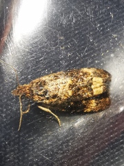 Endothenia