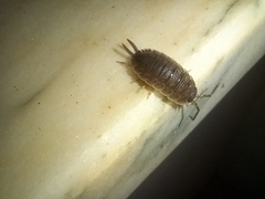 Porcellio hoffmannseggii