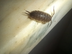Porcellio hoffmannseggii