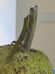 Phelsuma laticauda