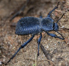 Cryptoglossa asperata