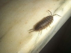 Porcellio hoffmannseggii