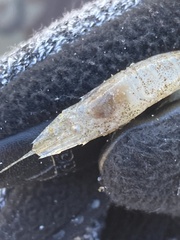 Crangon septemspinosa