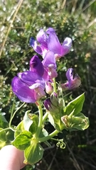 Lathyrus magellanicus