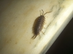 Porcellio hoffmannseggii