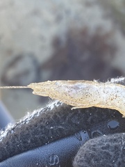 Crangon septemspinosa