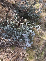 Eucalyptus rubida rubida