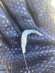 Crangon septemspinosa