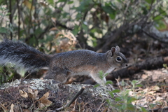 Sciurus nayaritensis