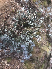 Eucalyptus rubida rubida