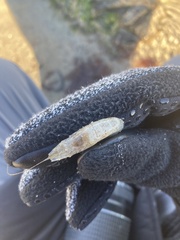 Crangon septemspinosa