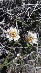 Hypochaeris incana