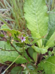 Cuphea carthagenensis