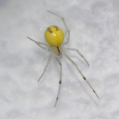 Theridion