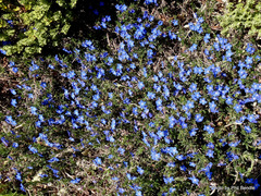 Glandora diffusa