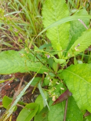 Cuphea carthagenensis