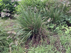Libertia