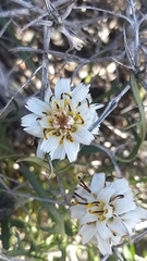 Hypochaeris incana