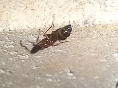 Camponotus lateralis
