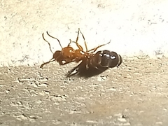 Camponotus lateralis