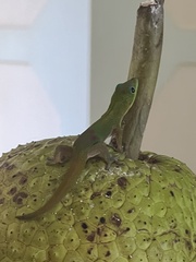 Phelsuma laticauda