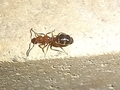 Camponotus lateralis