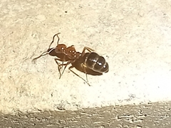 Camponotus lateralis