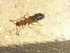 Camponotus lateralis