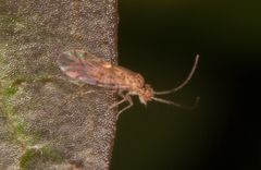 Ectopsocus