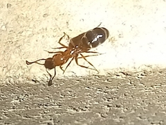 Camponotus lateralis