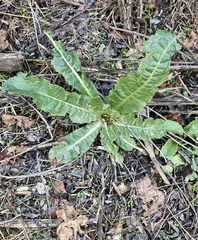 Dipsacus fullonum