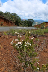 Chamelaucieae