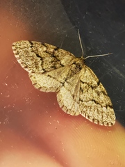 Tephronia sepiaria