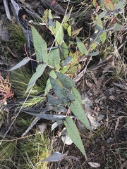 Eucalyptus dives