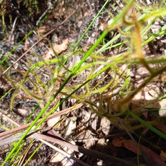 Drosera binata