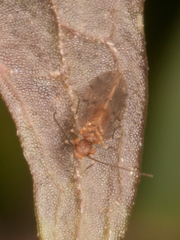 Ectopsocus