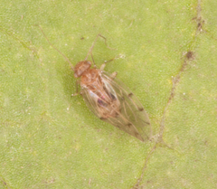 Ectopsocus