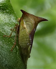Ceresa ustulata
