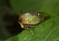 Ceresa ustulata