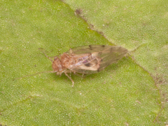 Ectopsocus