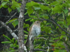 Catharus bicknelli