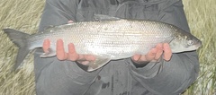Coregonus clupeaformis