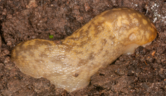 Limacus